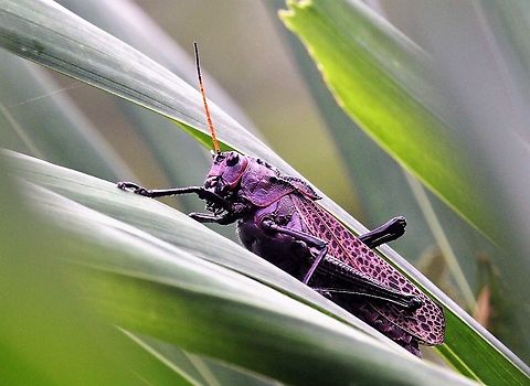 Purple Lubber Grasshopper, Taeniopoda reticulata  Costa Rica,Lubber grasshopper,Taeniopoda reticulata,Tortuguero