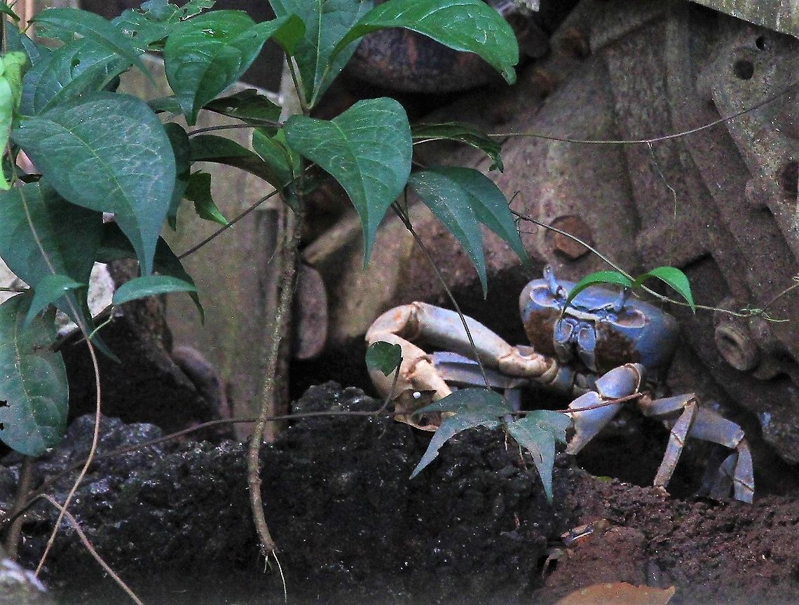 Blue land crab  Blue land crab,Cardisoma guanhumi,Costa Rica,Tortuguero