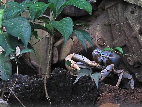 Blue land crab  Blue land crab,Cardisoma guanhumi,Costa Rica,Tortuguero