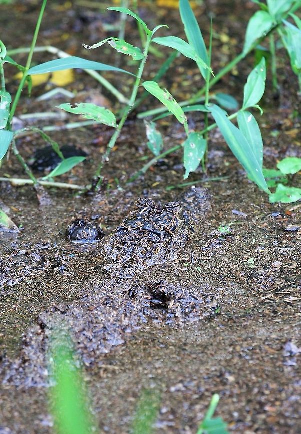 Spectacled , keep out of the water!!! Great camouflage!!! Caiman crocodilus,Costa Rica,Spectacled caiman,Tortuguero