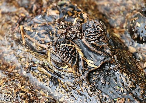 Spectacled Caiman Chilling!! Caiman crocodilus,Costa Rica,Spectacled caiman,Tortuguero