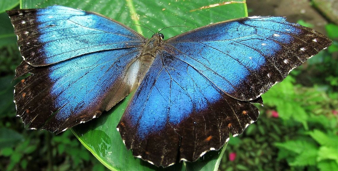 Morpho menelaus Stay still!!! Costa Rica,Morpho menelaus,Tortuguero