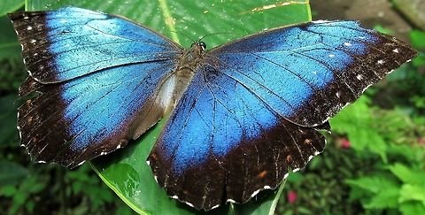 Morpho menelaus Stay still!!! Costa Rica,Morpho menelaus,Tortuguero