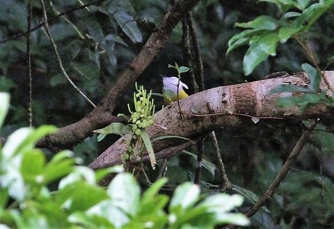 White-collared Manakin Vivid Manakin in a dark hole Costa Rica,Manacus candei,Tortuguero,White-collared manakin