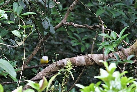 White-collared Manakin Not great light from a rocking canoe - nice vivid male Costa Rica,Manacus candei,Tortuguero,White-collared manakin