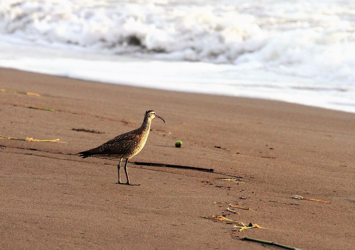 Whimbrel Didn&#039;t expect to see the Whimbrel on a Caribbean beach Costa Rica,Numenius phaeopus,Tortuguero,Whimbrel
