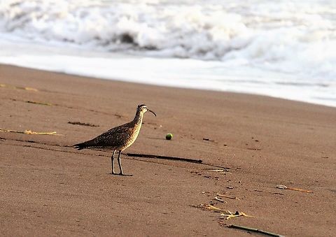 Whimbrel Didn't expect to see the Whimbrel on a Caribbean beach Costa Rica,Numenius phaeopus,Tortuguero,Whimbrel