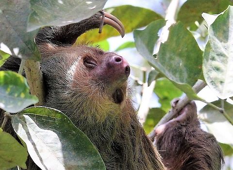 Hoffman's two-toed sloth Seen beside the road back from Tortuguero - very peaceful sleeper Choloepus hoffmanni,Costa Rica,Hoffmanns two-toed sloth