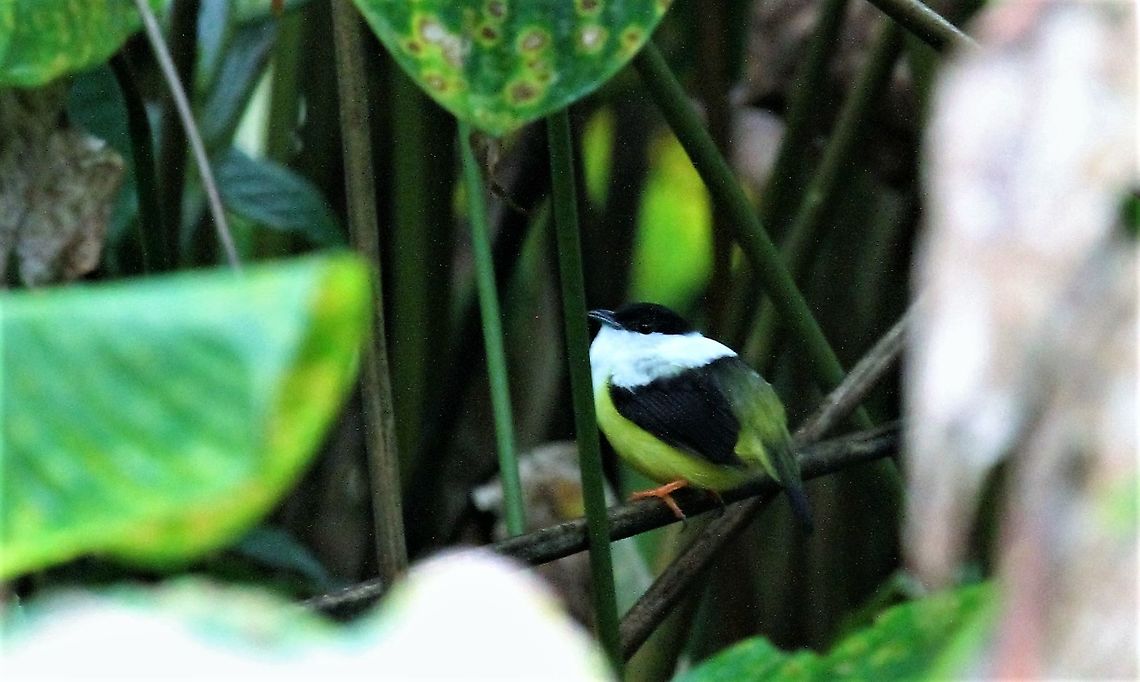 White-collared Manakin A better day and a bit more light! Costa Rica,Manacus candei,Sarapiqui,White-collared manakin