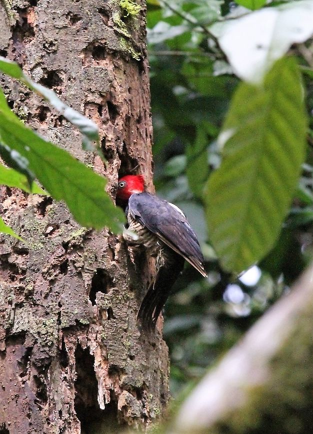 Pale-billed Woodpecker peep-eye!! Campephilus guatemalensis,Pale-billed woodpecker,Sarapiqui