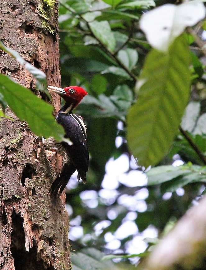 Pale-billed Woodpecker  Campephilus guatemalensis,Costa Rica,Pale-billed woodpecker,Sarapiqui