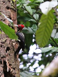 Pale-billed Woodpecker  Campephilus guatemalensis,Costa Rica,Pale-billed woodpecker,Sarapiqui