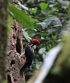 Pale-billed Woodpecker with wood chips flying This woodpecker was very industrious, even chesting down a chip Campephilus guatemalensis,Costa Rica,Pale-billed woodpecker,Sarapiqui