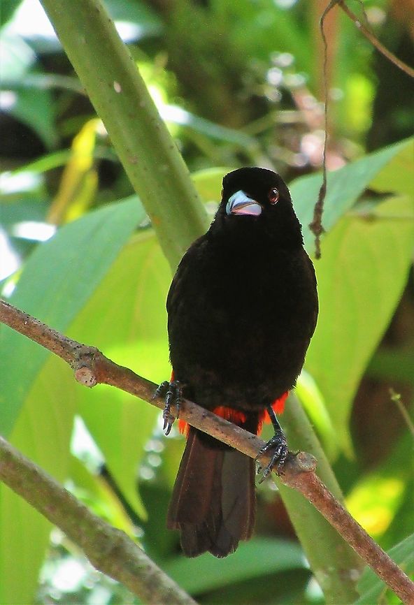 Cherries Tanager Seen around the restaurant at La Selva Biological Station (a magical place) Cherries tanager,Costa Rica,Ramphocelus costaricensis,Sarapiqui