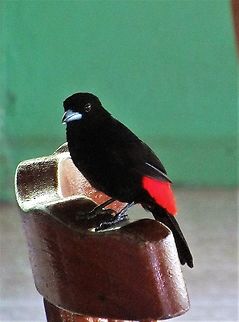 Cherries Tanager In the dining room at La Selva Biological Station Cherries tanager,Costa Rica,Ramphocelus costaricensis,Sarapiqui