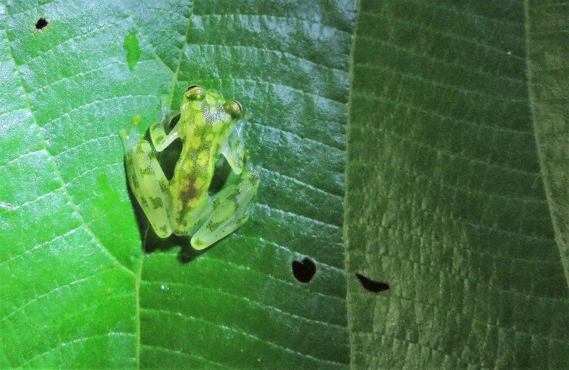 Reticulated Glass Frog Very delicate frog Costa Rica,Hyalinobatrachium valerioi,Reticulated glass frog,Sarapiqui