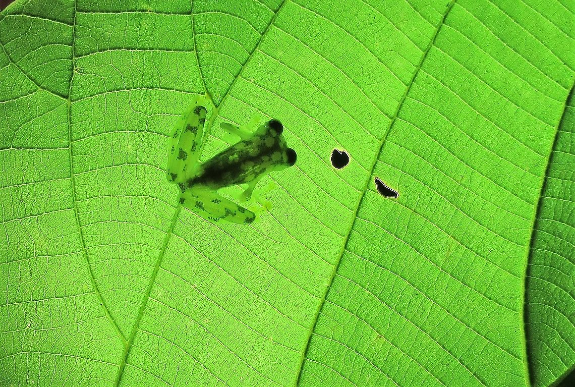 Reticulated Glass Frog Magical frog in the La Selva Biological Reserve Costa Rica,Hyalinobatrachium valerioi,Reticulated glass frog,Sarapiqui