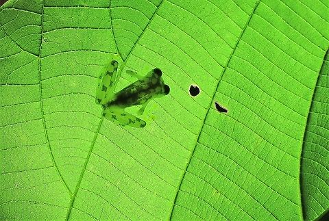 Reticulated Glass Frog Magical frog in the La Selva Biological Reserve Costa Rica,Hyalinobatrachium valerioi,Reticulated glass frog,Sarapiqui