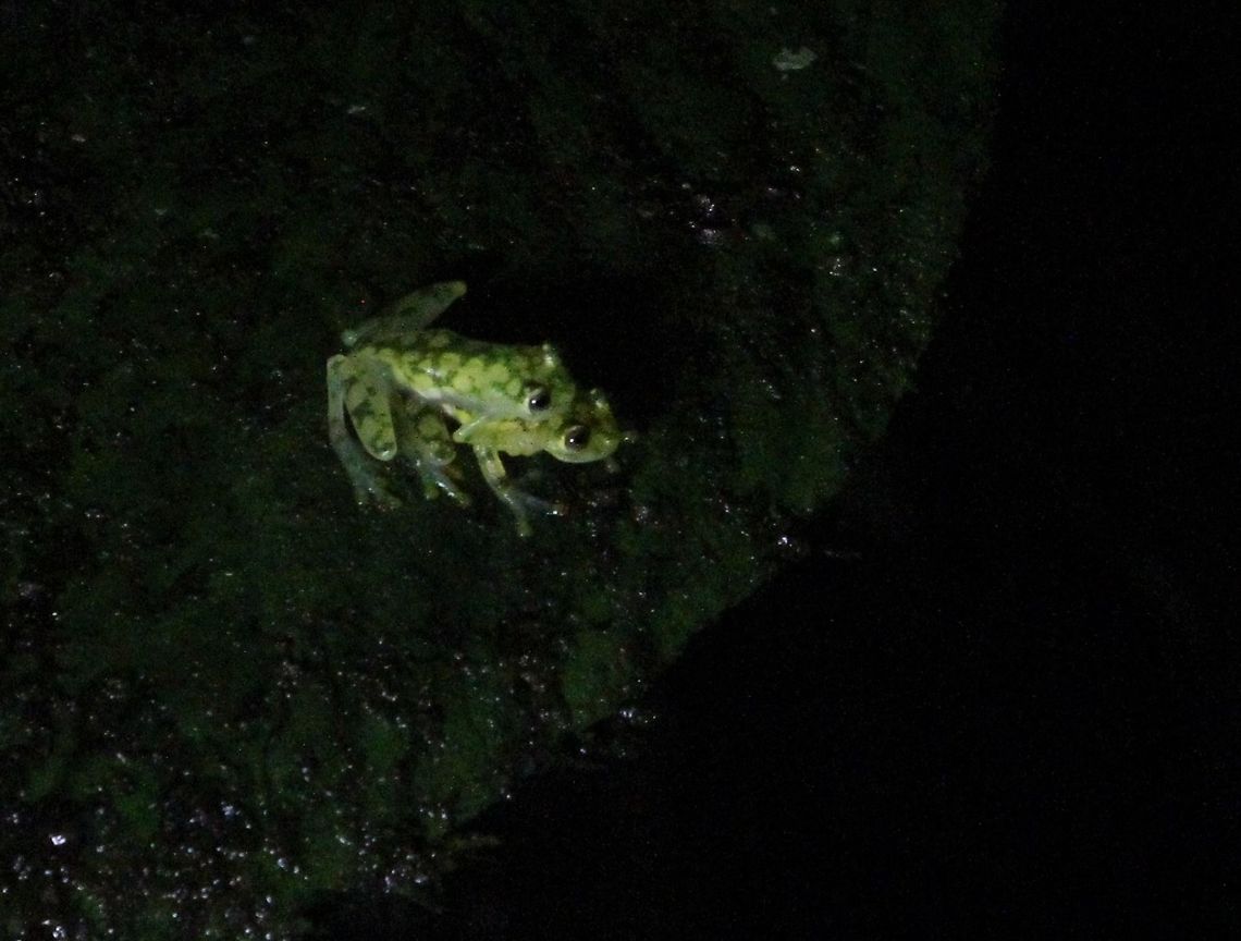 Reticulated Glass Frogs A pair of these glass frogs Costa Rica,Hyalinobatrachium valerioi,La Palma glass frog,Reticulated glass frog,Sarapiqui