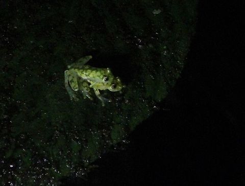 Reticulated Glass Frogs A pair of these glass frogs Costa Rica,Hyalinobatrachium valerioi,La Palma glass frog,Reticulated glass frog,Sarapiqui