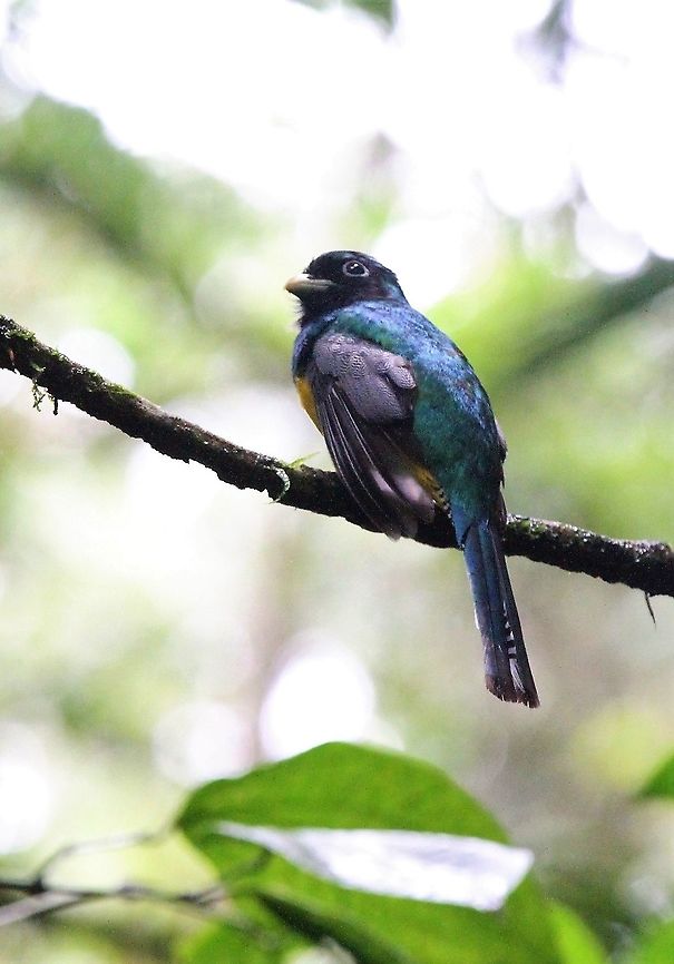 Gartered Trogon On the La Selva Biological Reserve Costa Rica,Gartered trogon,Sarapiqui,Trogon caligatus