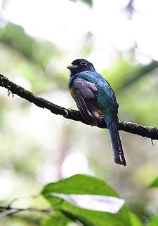 Gartered Trogon On the La Selva Biological Reserve Costa Rica,Gartered trogon,Sarapiqui,Trogon caligatus