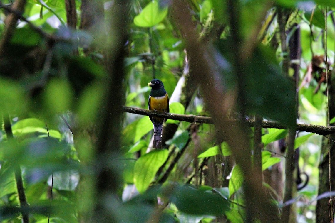 Gartered Trogon  Costa Rica,Gartered trogon,Sarapiqui,Trogon caligatus