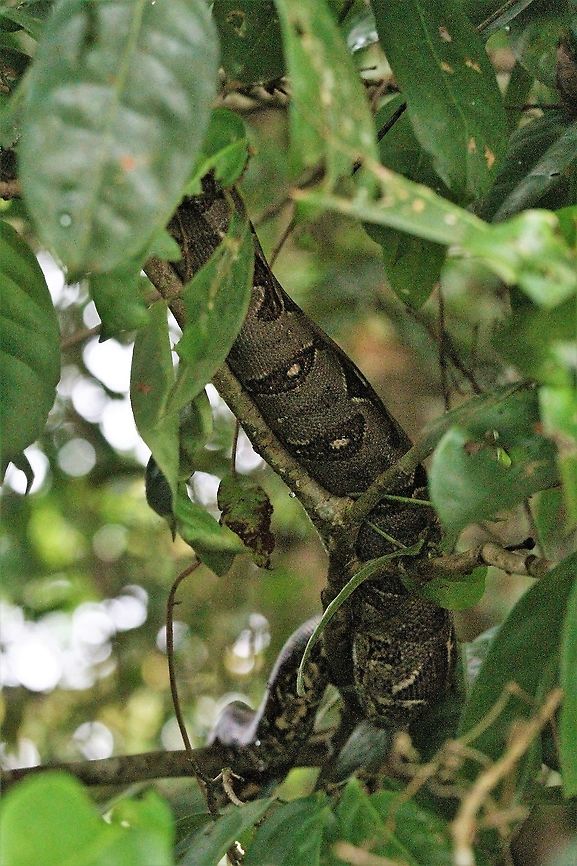Boa Constrictor Above the Rio Tortuguero - a large Boa Boa constrictor,Costa Rica,Tortuguero