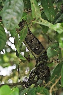 Boa Constrictor Above the Rio Tortuguero - a large Boa Boa constrictor,Costa Rica,Tortuguero