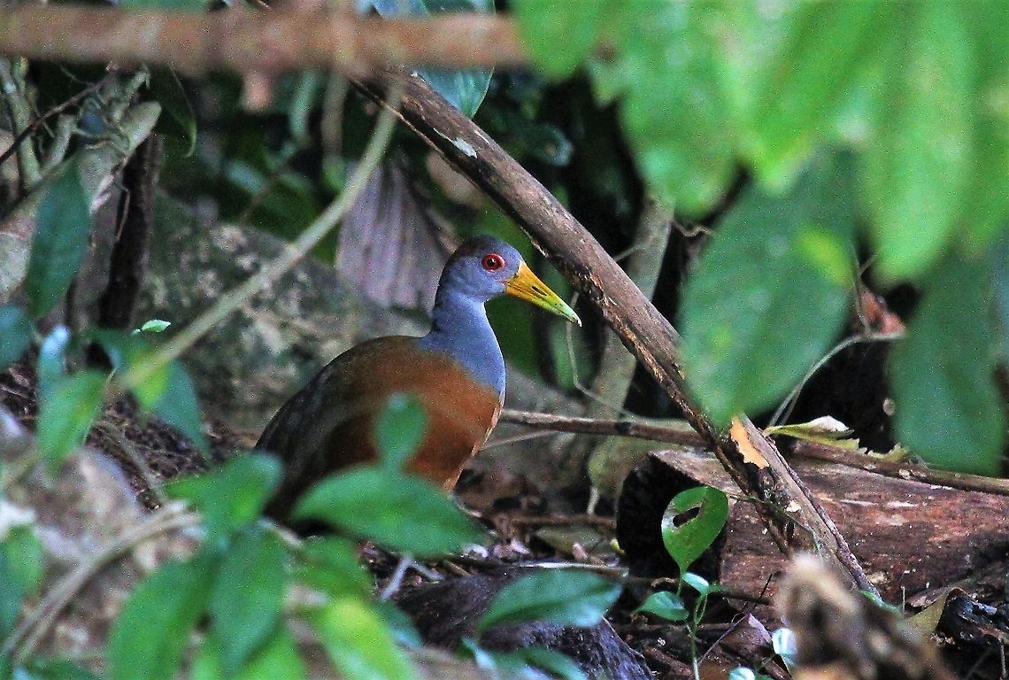 Gray-necked Woodrail A nice little pose Aramides cajanea,Costa Rica,Grey-necked Wood Rail,Tortuguero