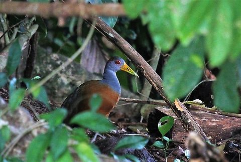 Gray-necked Woodrail A nice little pose Aramides cajanea,Costa Rica,Grey-necked Wood Rail,Tortuguero