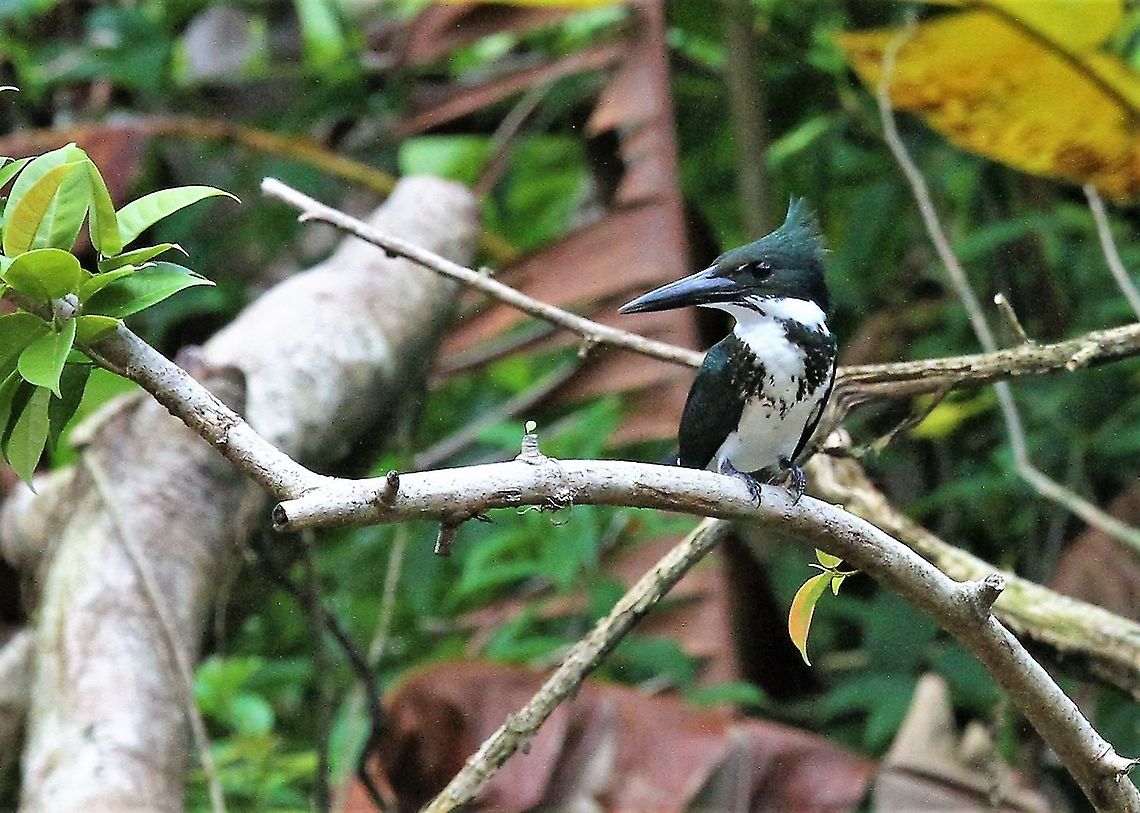 Amazon Kingfisher Fishing on the Tortuguero river Amazon Kingfisher,Chloroceryle amazona,Costa Rica,Tortuguero
