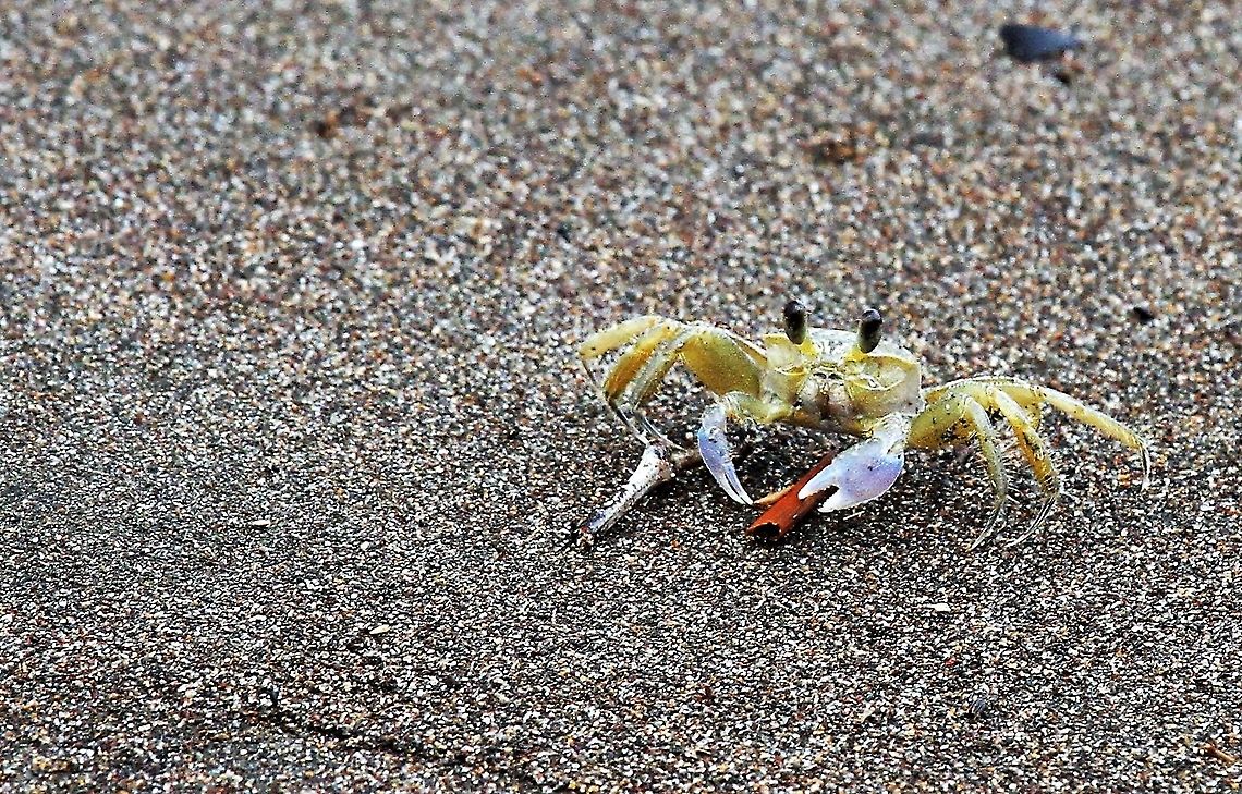 Atlantic Ghost Crab On the Caribbean shore Atlantic ghost crab,Costa Rica,Ocypode quadrata,Tortuguero