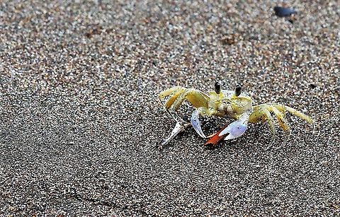 Atlantic Ghost Crab On the Caribbean shore Atlantic ghost crab,Costa Rica,Ocypode quadrata,Tortuguero