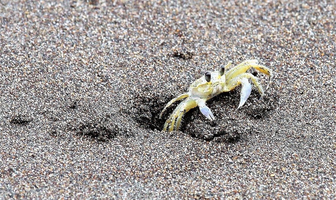 Atlantic Ghost Crab On the beach at Tortuguero, Caribbean Atlantic ghost crab,Costa Rica,Ocypode quadrata,Tortuguero