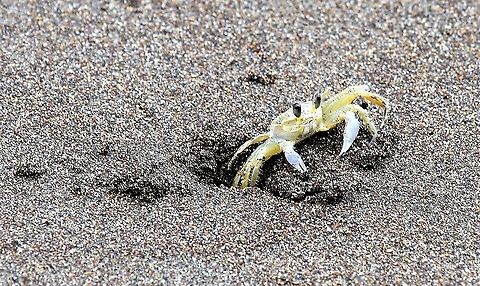 Atlantic Ghost Crab On the beach at Tortuguero, Caribbean Atlantic ghost crab,Costa Rica,Ocypode quadrata,Tortuguero