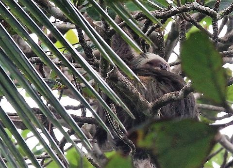 Three-toed sloth Above the beach at Tortuguero Bradypus variegatus,Brown-throated sloth,Costa Rica,Tortuguero