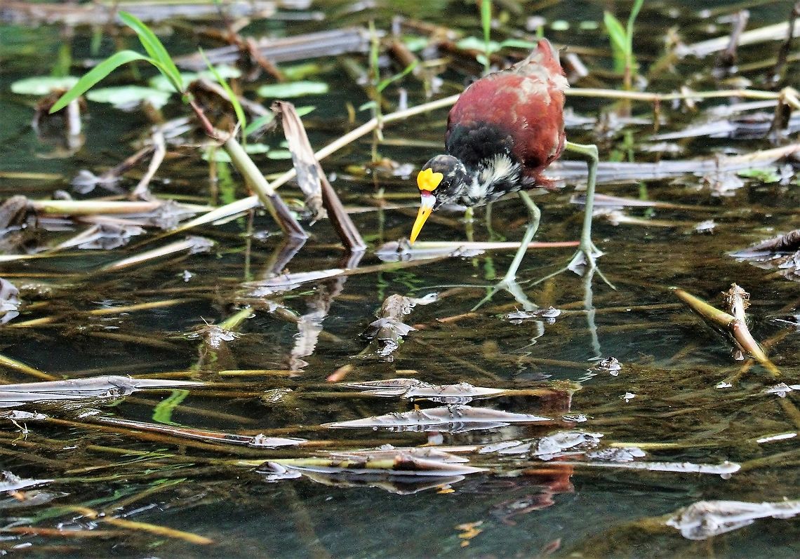 Juvenile Northern Jacana Juvenile Northern Jacana on the Tortuguero river Costa Rica,Jacana spinosa,Northern Jacana,Tortuguero