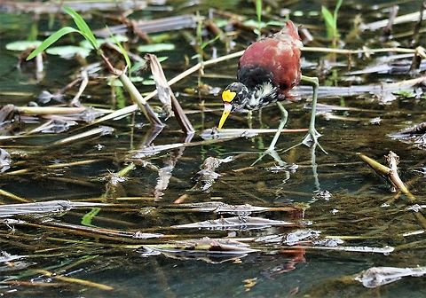Juvenile Northern Jacana Juvenile Northern Jacana on the Tortuguero river Costa Rica,Jacana spinosa,Northern Jacana,Tortuguero
