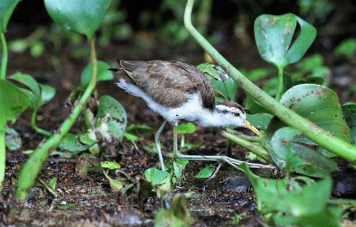 Northern Jacana chick, sub-juvenile Chick before it takes on the chocolate adult colouring Costa Rica,Jacana spinosa,Northern Jacana,Tortuguero