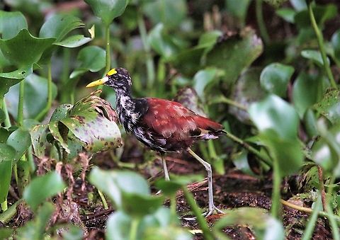 Juvenile Northern Jacana Very pretty juvenile of the species Costa Rica,Jacana spinosa,Northern Jacana,Tortuguero