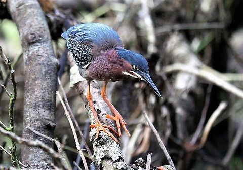 Green Heron On the Tortuguero river Butorides virescens,Costa Rica,Green heron,Tortuguero