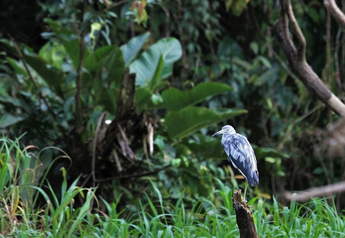 Little Blue Heron Another different heron at Tortuguero Costa Rica,Egretta caerulea,Little blue heron,Tortuguero