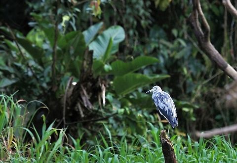 Little Blue Heron Another different heron at Tortuguero Costa Rica,Egretta caerulea,Little blue heron,Tortuguero