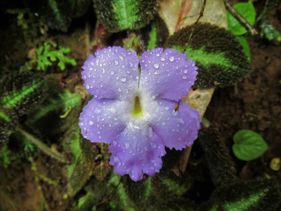 Episcia Lilacina A beautiful begonia type ground plant in the rain forest Costa Rica,Episcia lilacina,Sarapiqui