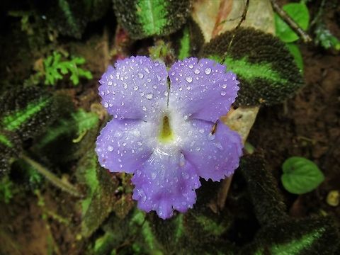 Episcia lilacina