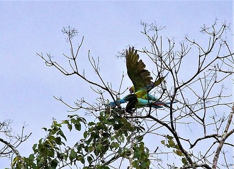 Great Green Macaws - and they're off! Wonderfully colourful macaws Ara ambiguus,Costa Rica,Great Green Macaw,Sarapiqui