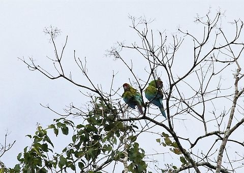 Great Green Macaws preening Preening at La Selva Biological Station Ara ambiguus,Costa Rica,Great Green Macaw,Sarapiqui