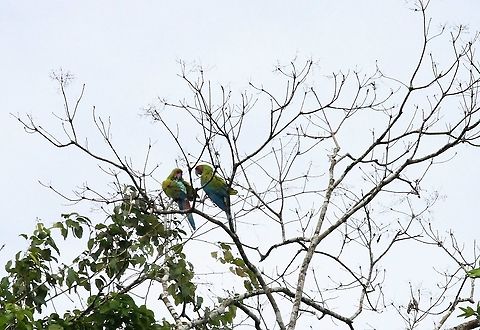 Great Green Macaws Showing the electric coloured back Ara ambiguus,Costa Rica,Great Green Macaw,Sarapiqui