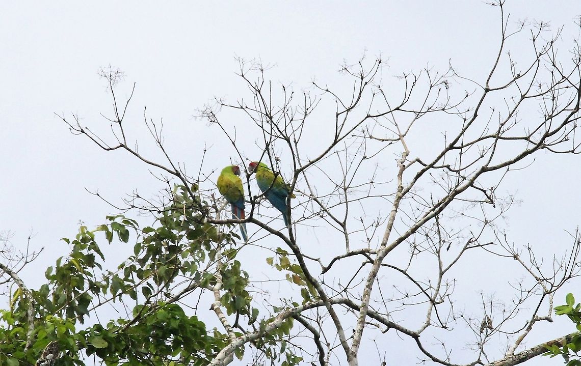 Great Green Macaws comparing notes Chattering macaws Ara ambiguus,Costa Rica,Great Green Macaw,Sarapiqui